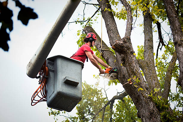 Professional Tree Removal and Landscaping Services in Chester, PA